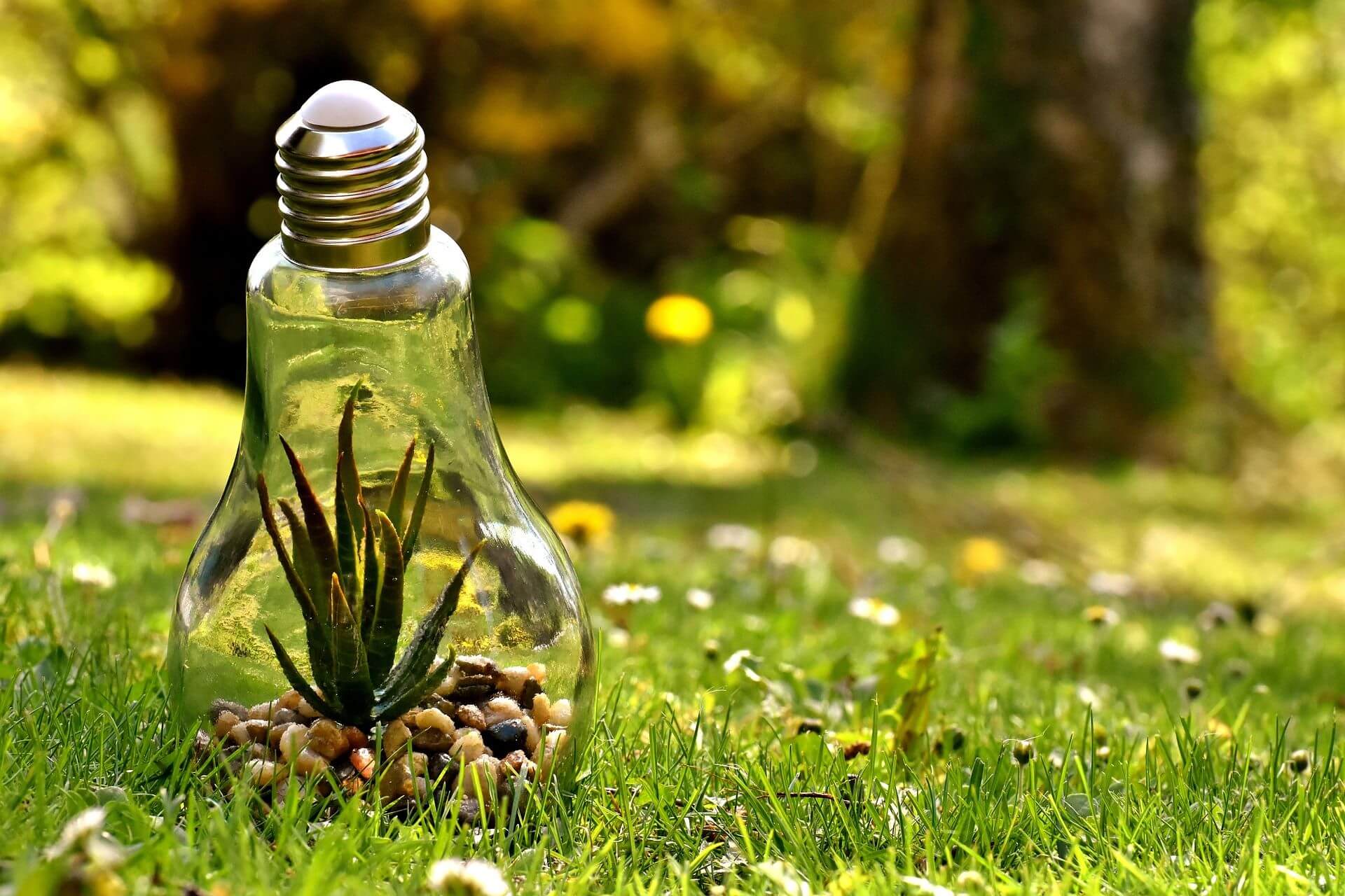 In a bright forest, plants are growing inside a light bulb placed on the ground.